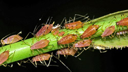 Aphids. Image: iStock