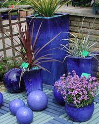 A selection of plants growing in containers