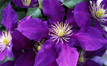 Clematis Chevalier