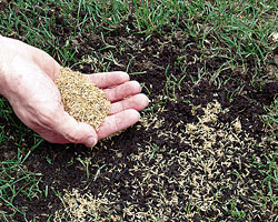 Reseeding bare areas in a lawn