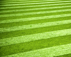 A quality lawn. Image: istock Photos