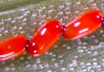 Lily beetle eggs