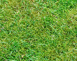 Moss in lawn