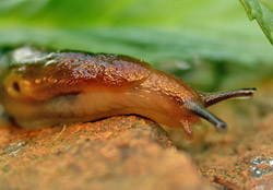 Slug. Image: iStock