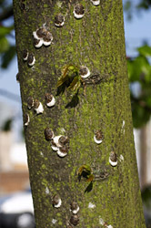 Scale insects on a tree. Image: iStock