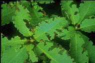 Signs of typical vine weevil beetle damage to a rhododendron leaf