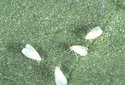Whitefly adults