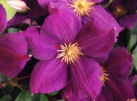 Clematis 'Jackmanii'