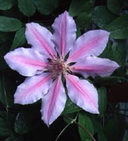 Clematis 'Nelly Moser'