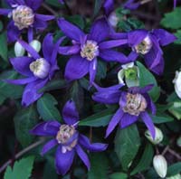 Clematis macropetala