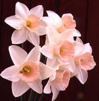 Narcissus 'Passionale'