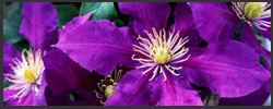 Clematis