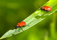 Adult lily beetle