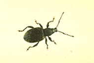 Vine weevil adult