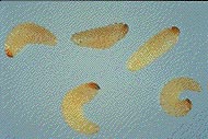 The C-shaped vine weevil grubs